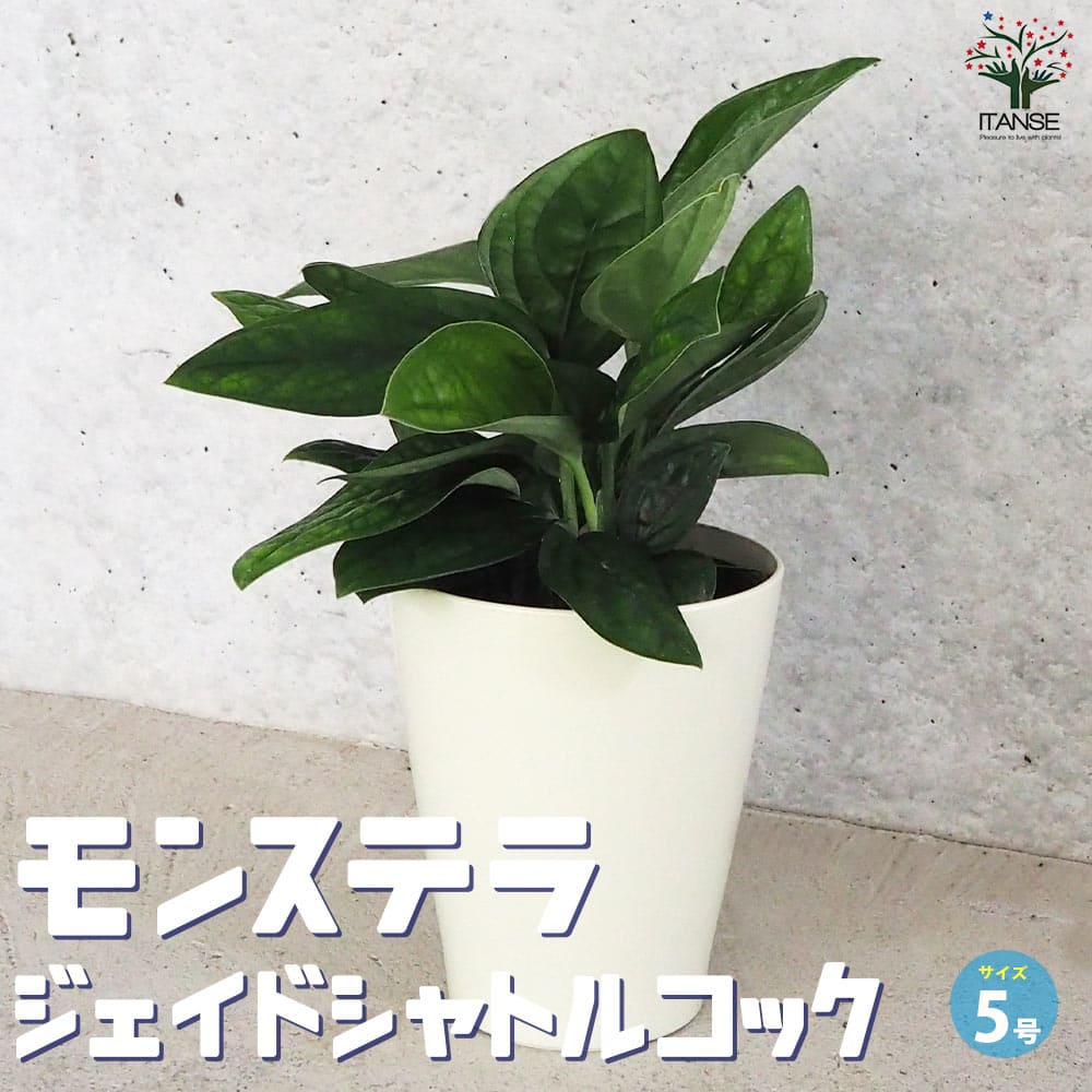 モンステラ ジェイドシャトルコック【観葉植物 5号鉢】