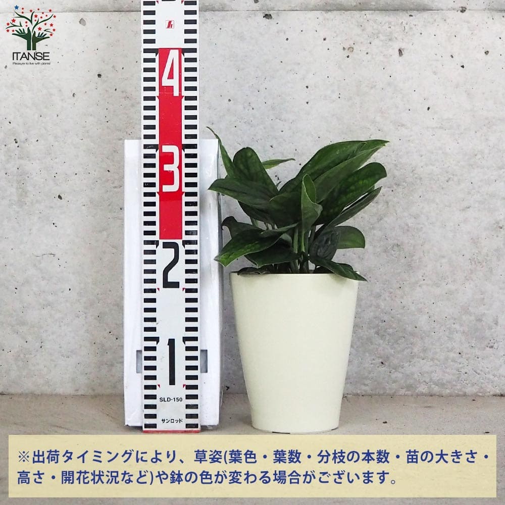 モンステラ ジェイドシャトルコック【観葉植物 5号鉢】