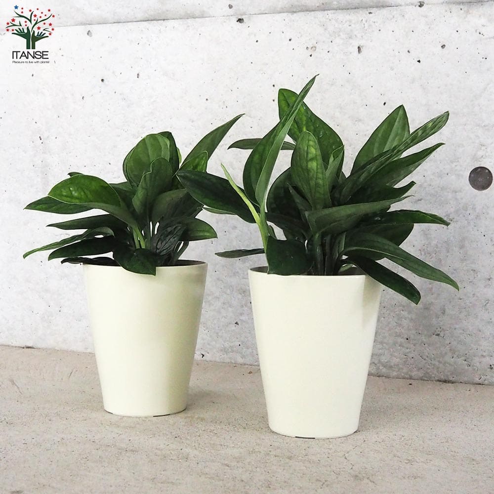 モンステラ ジェイドシャトルコック【観葉植物 5号鉢】｜ 【植物