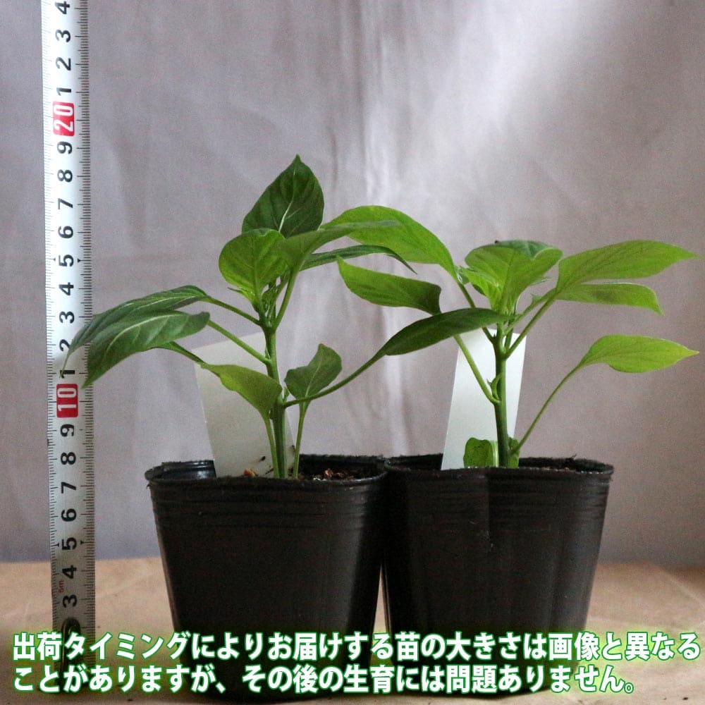 秋ピーマン2個～【野菜苗 実生苗9cmポット】