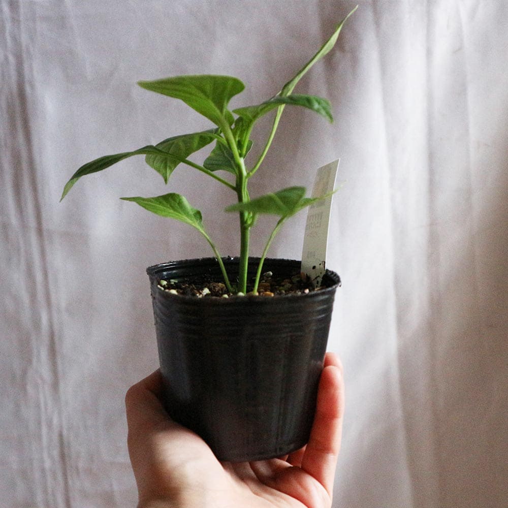 秋ピーマン2個～【野菜苗 実生苗9cmポット】