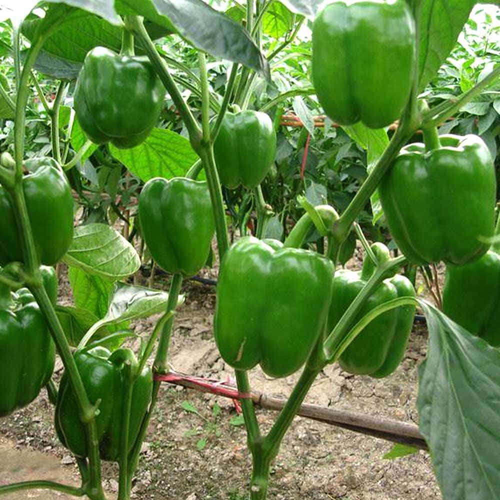 秋ピーマン2個～【野菜苗 実生苗9cmポット】