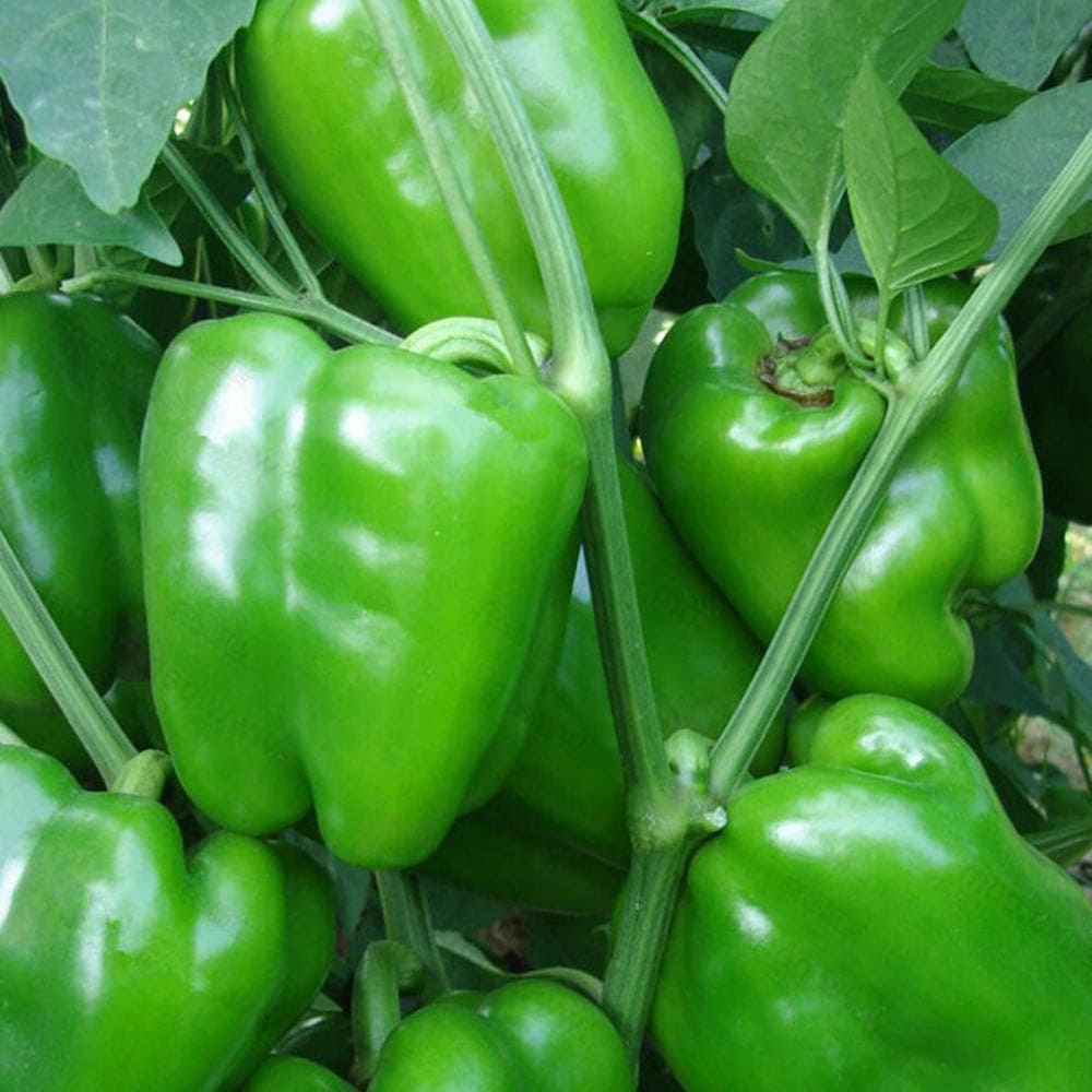 秋ピーマン2個～【野菜苗 実生苗9cmポット】