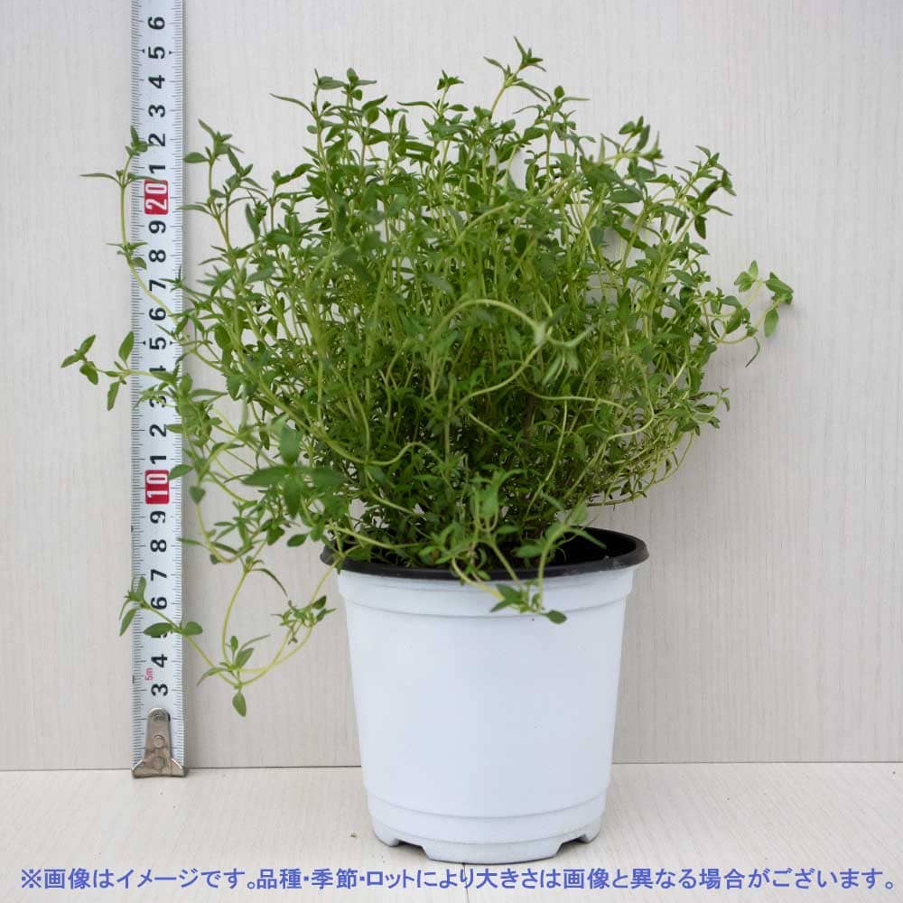 コモンタイム 10.5cm2個～【おうちで簡単！育てやすい10.5cmポットハーブ苗シリーズ！】