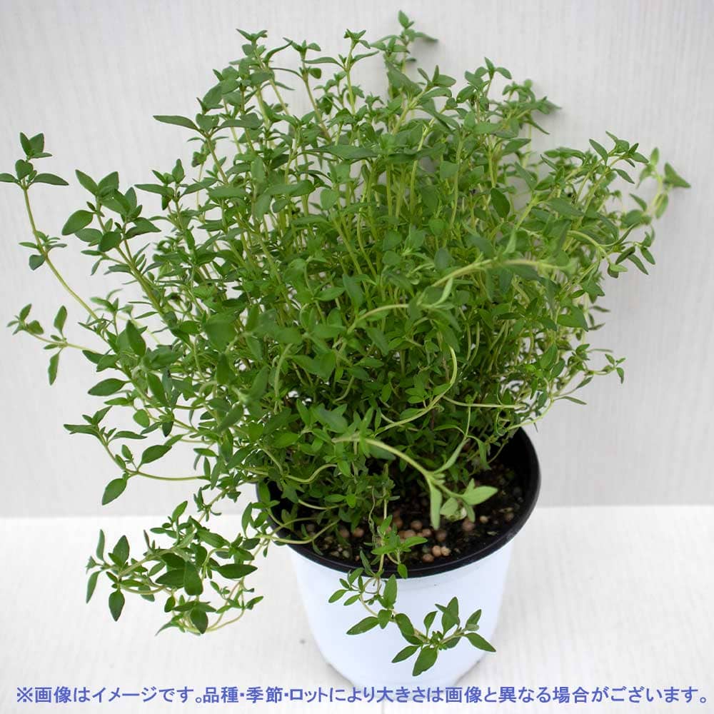 コモンタイム 10.5cm2個～【おうちで簡単！育てやすい10.5cmポットハーブ苗シリーズ！】