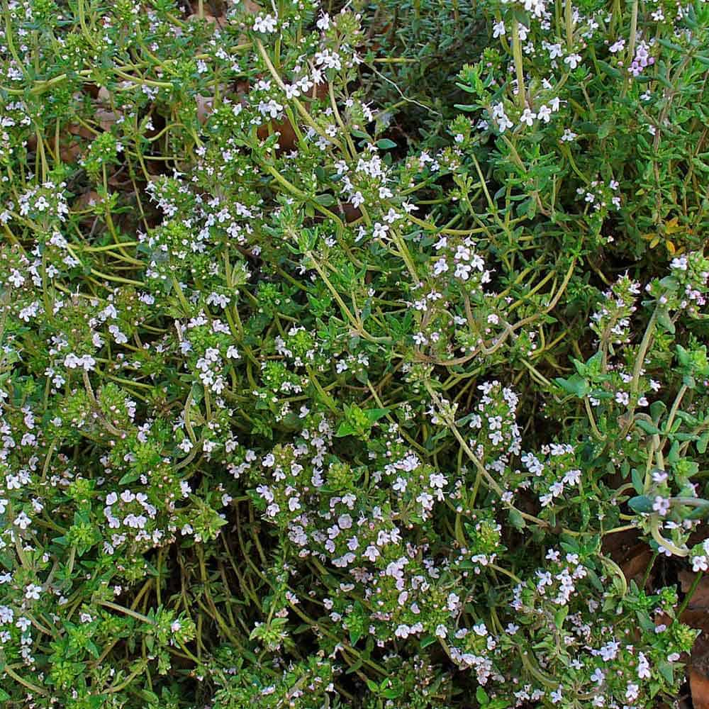 コモンタイム 10.5cm2個～【おうちで簡単！育てやすい10.5cmポットハーブ苗シリーズ！】