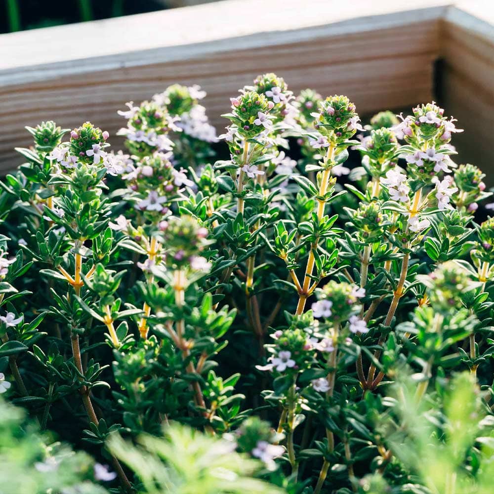 コモンタイム 10.5cm2個～【おうちで簡単！育てやすい10.5cmポットハーブ苗シリーズ！】