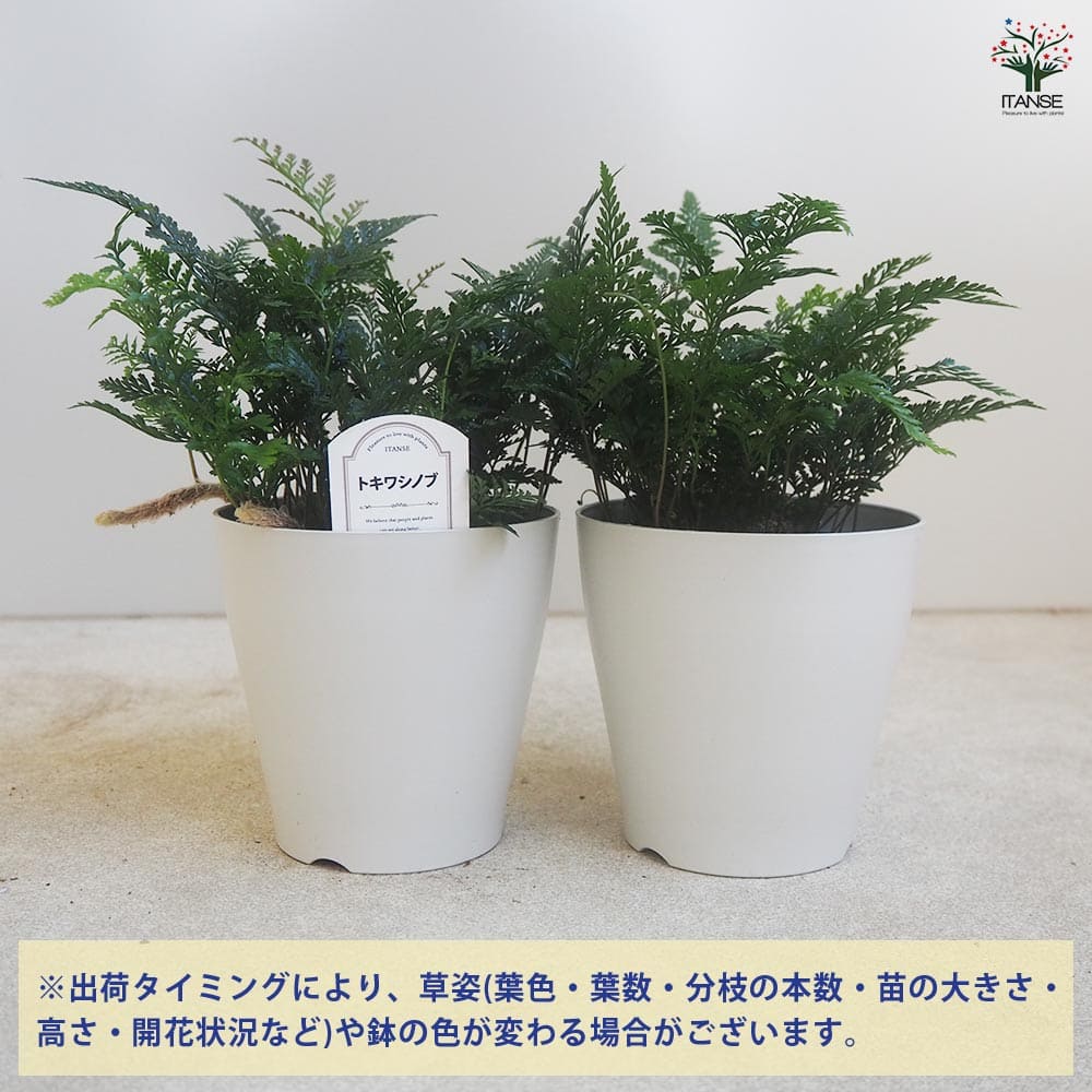シダ トキワシノブ 【観葉植物 4号鉢】｜ 【植物のITANSE