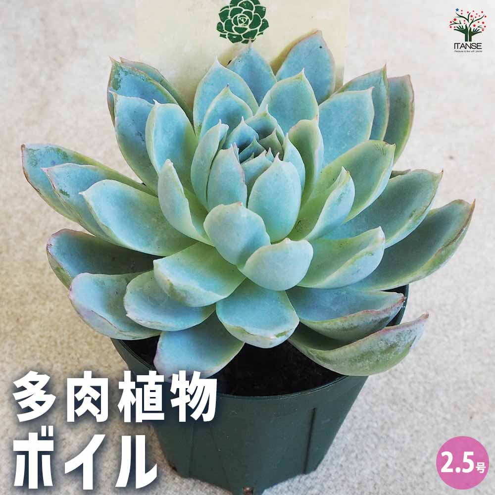多肉植物 ボイル 【多肉植物 2.5号鉢／1個売り】