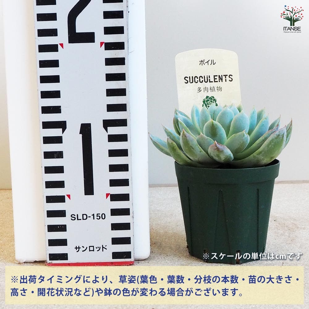 多肉植物 ボイル 【多肉植物 2.5号鉢／1個売り】