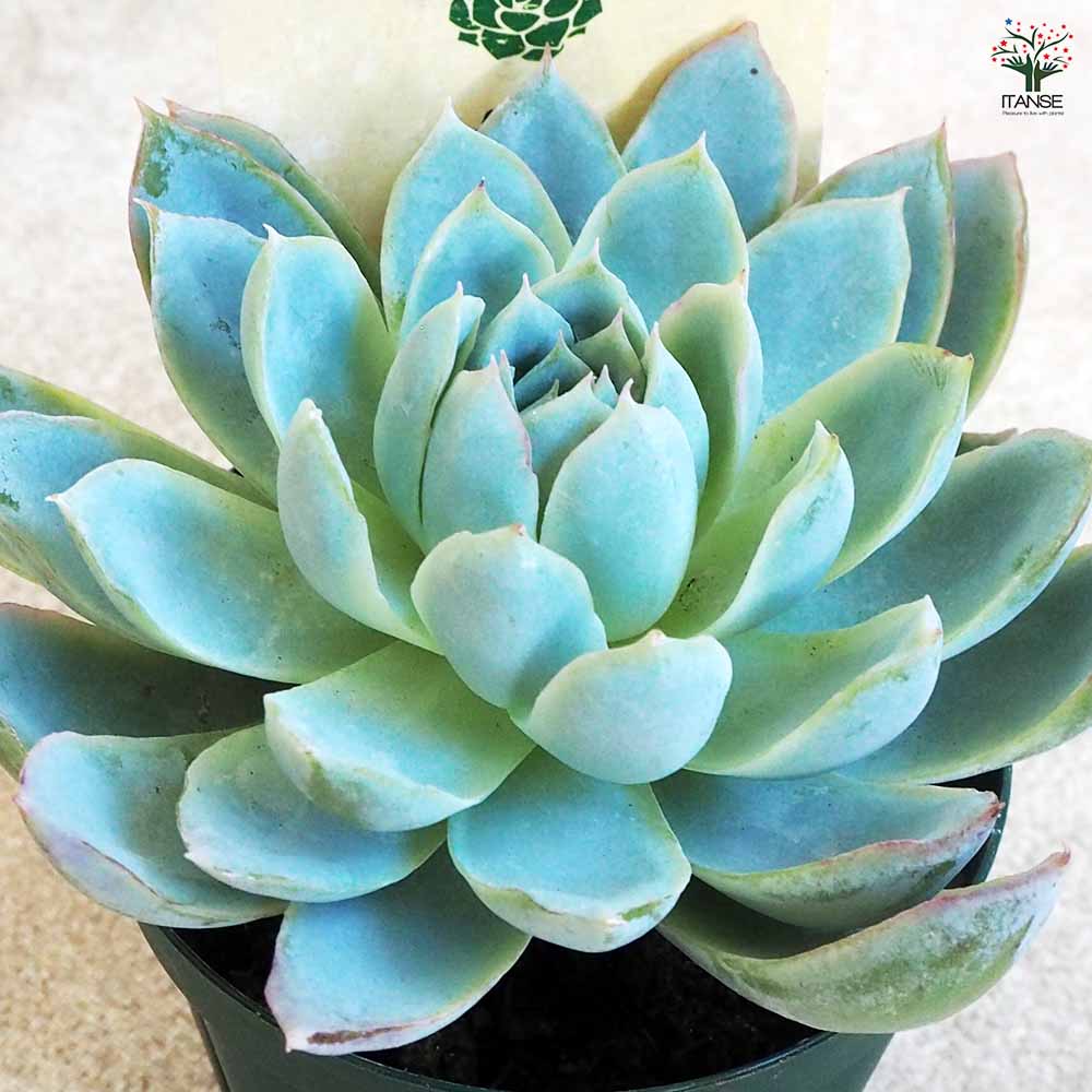 青緑色の多肉植物*6 多肉植物 ボイル 【多肉植物 2.5号鉢/1個売り】| 【植物の