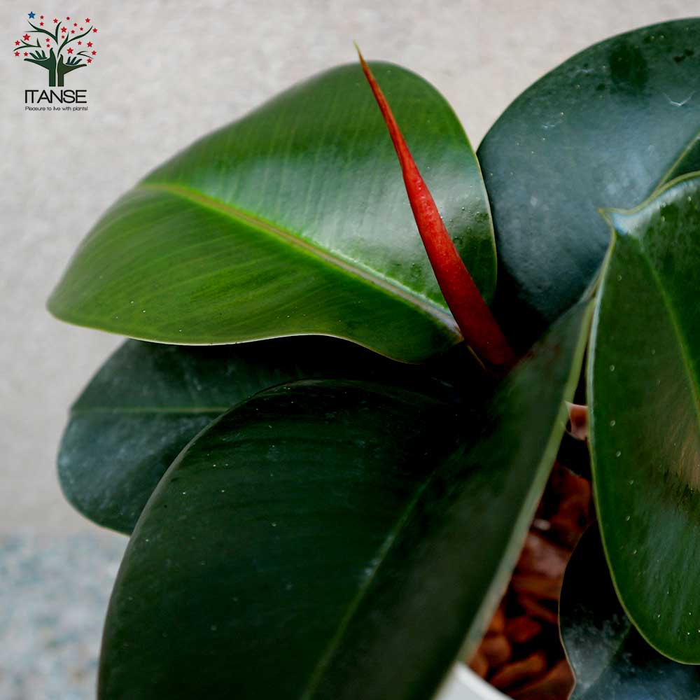 フィカス・エラスティカ（ゴムの木）約1.5メートル フィカス・エラスティカ（ゴムの木）約1.5メートル フィカス