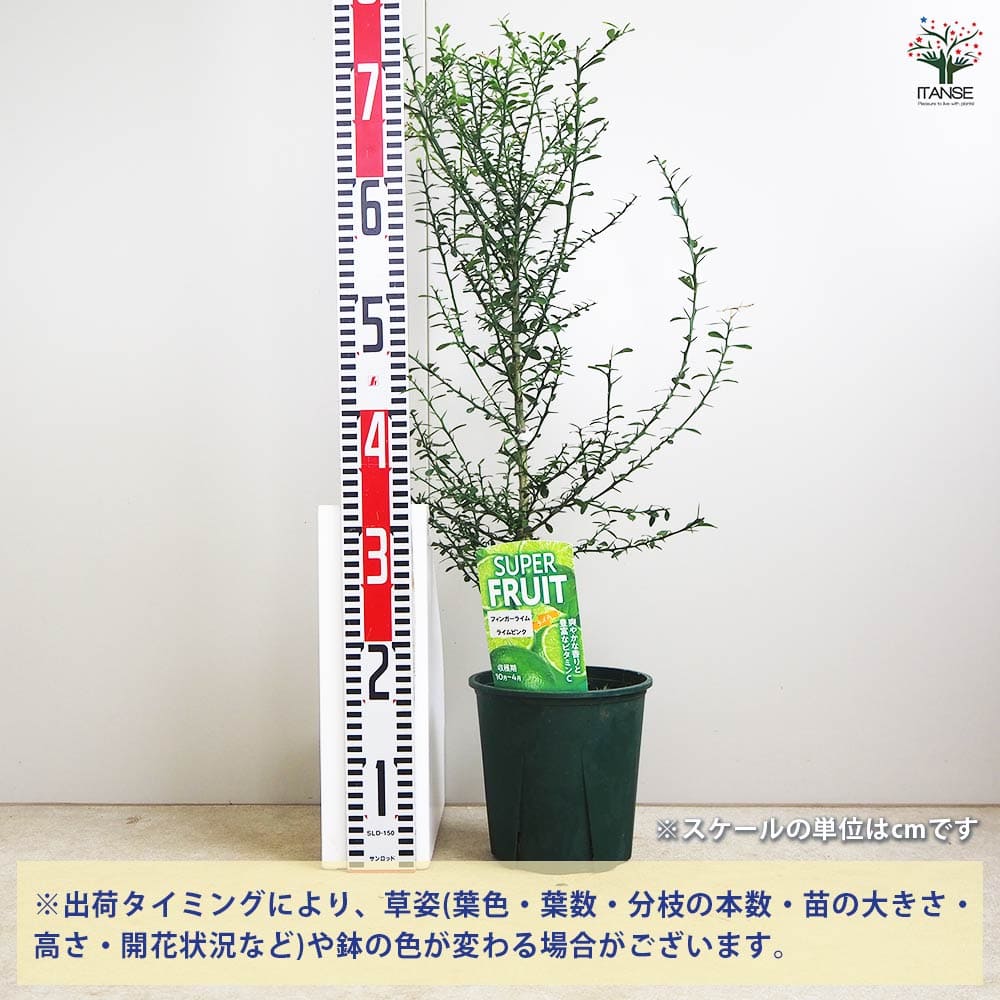 フィンガーライム ライムピンク 【果樹の苗木 6号／1個売り】