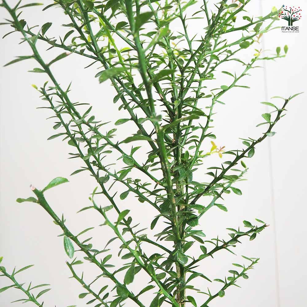 フィンガーライム ライムピンク 【果樹の苗木 6号／1個売り】