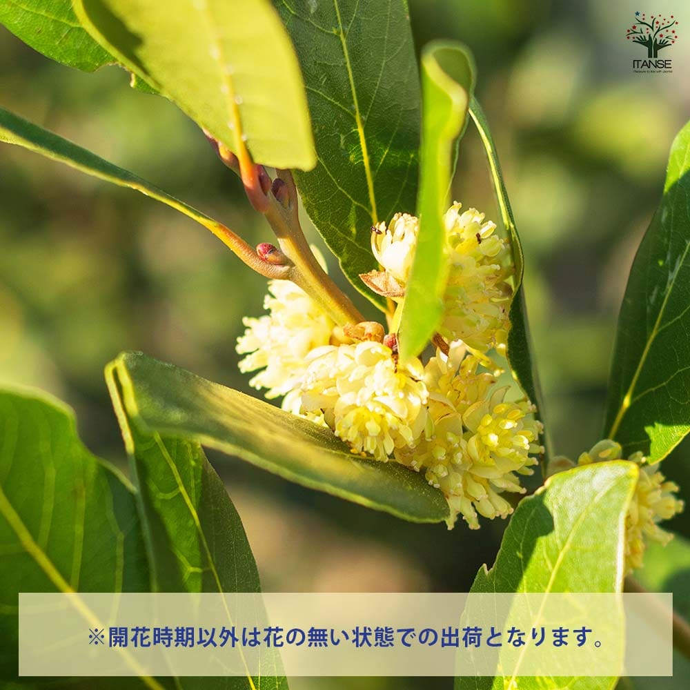 月桂樹 黄金月桂樹(ローリエ・オーレア) 【花木苗 6号ポット／1個売り