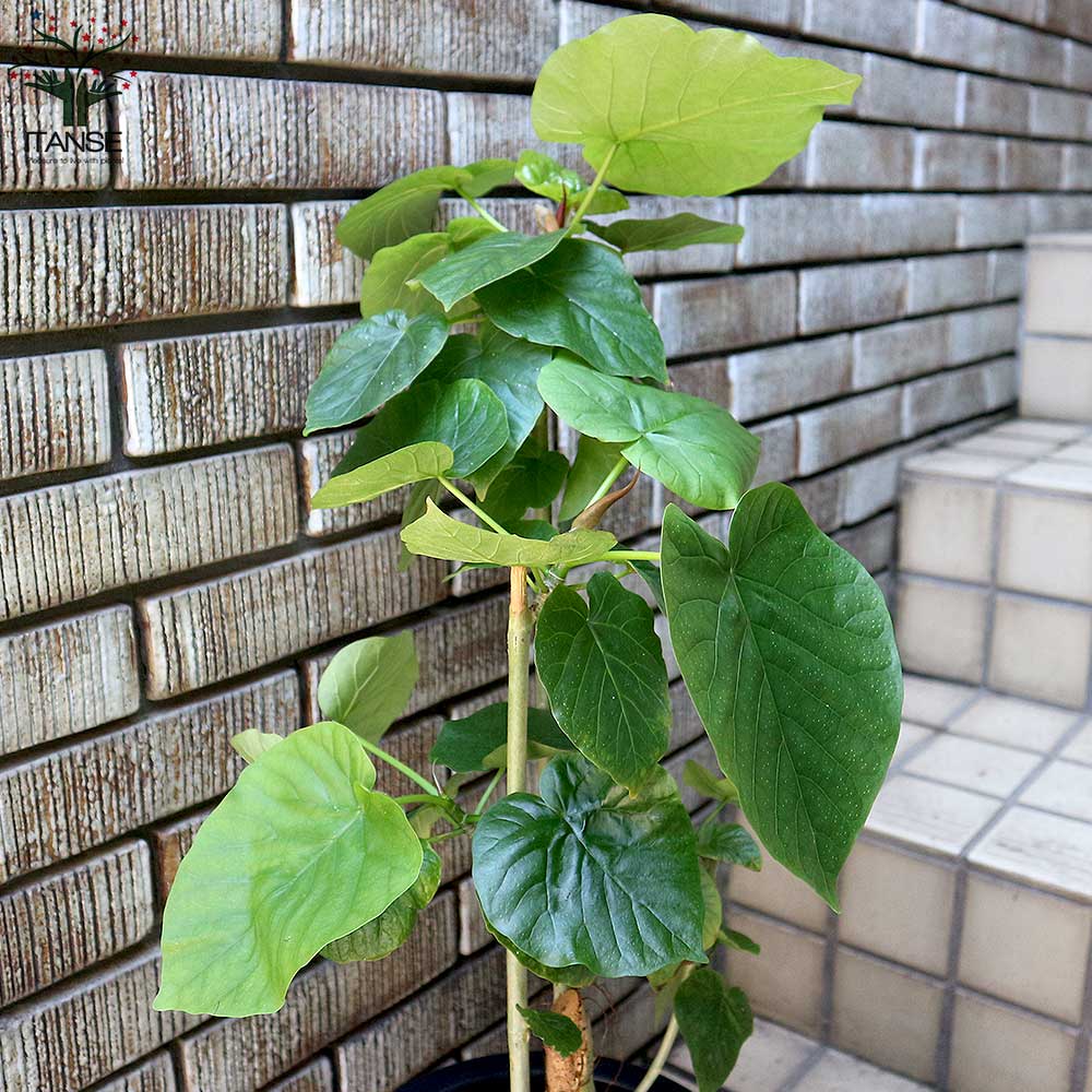 Itanse良品ｾﾚｸﾄ通販