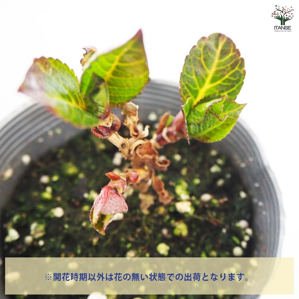 アジサイ ディープレッド 【花木苗 3.5号】｜ 【植物のITANSE