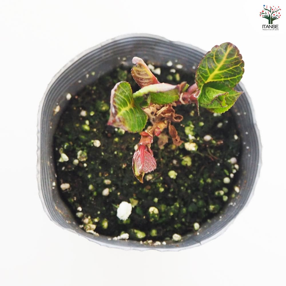 アンティークカラーに。。◇ボリューム満点◇幾重にも重なった花弁