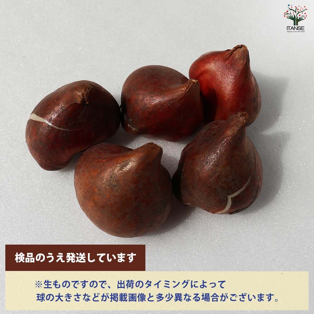 クリームアップスター 八重咲チューリップ 【花球根／お買い得4球セット】