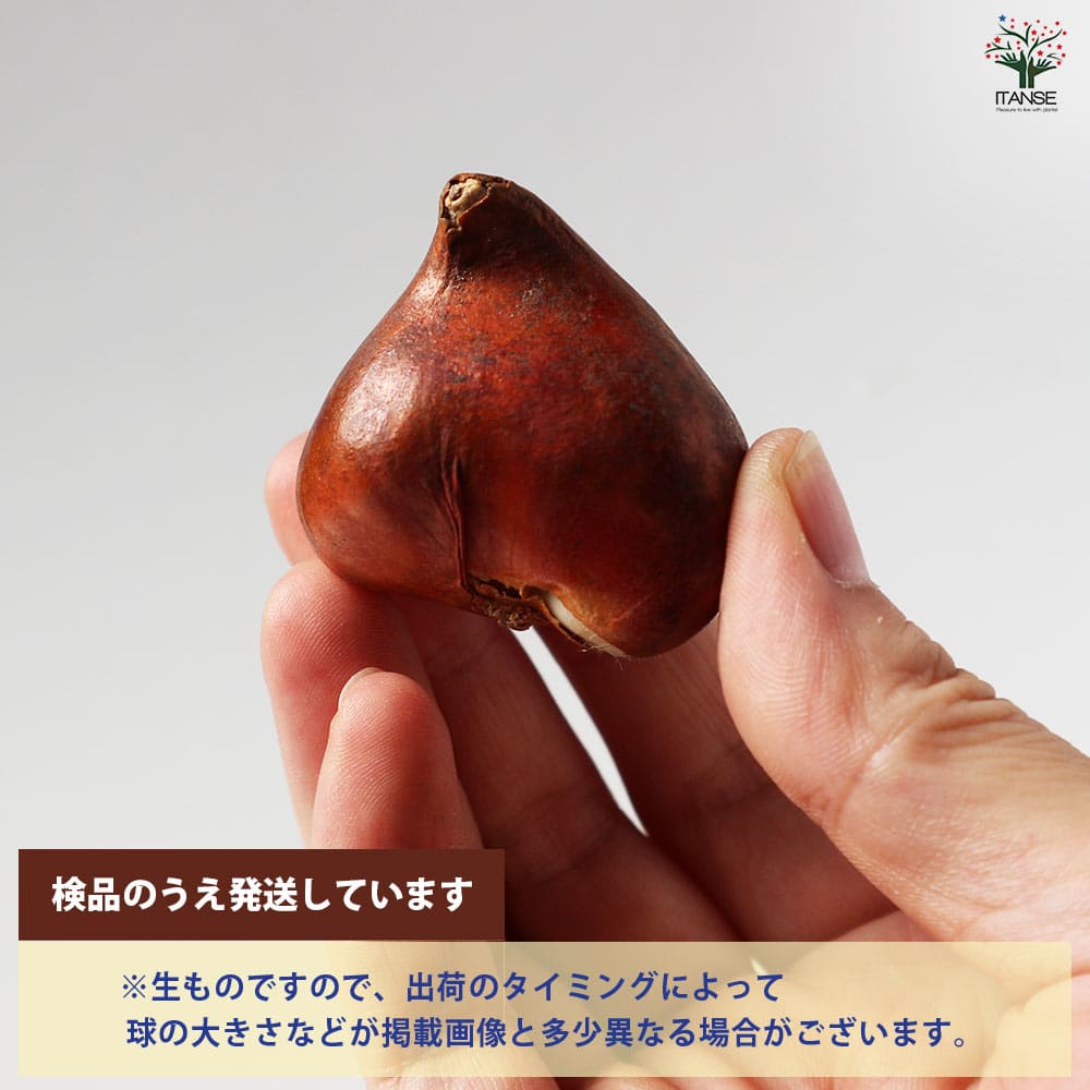 クリームアップスター 八重咲チューリップ 【花球根／お買い得4球セット】