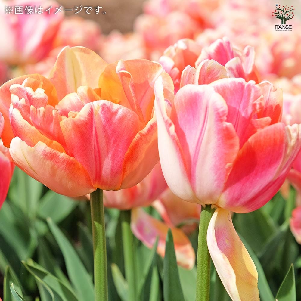 クリームアップスター 八重咲チューリップ 【花球根／お買い得4球セット】