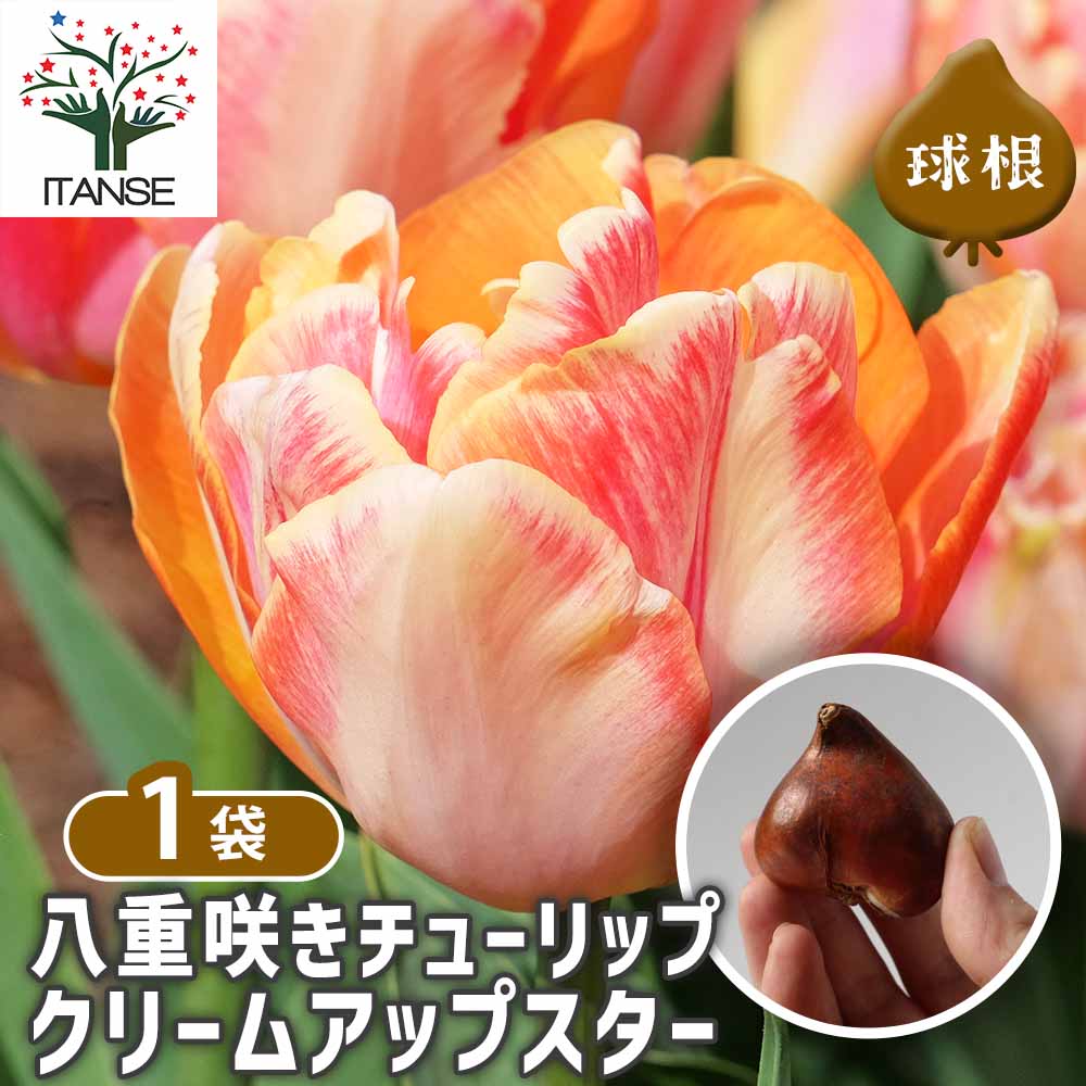 八重咲チューリップ クリームアップスター
