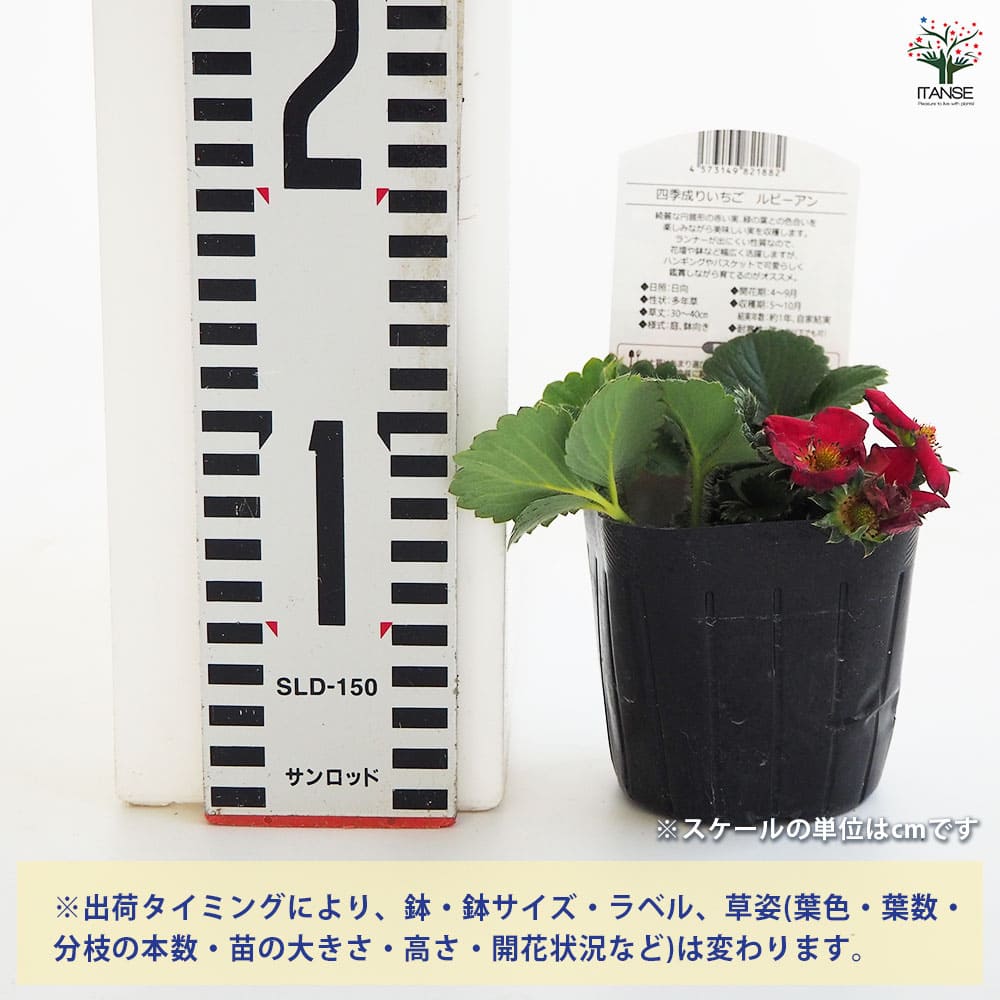 いちごの苗 四季成りいちご ルビーアン2個～ 【野菜の苗 3号】