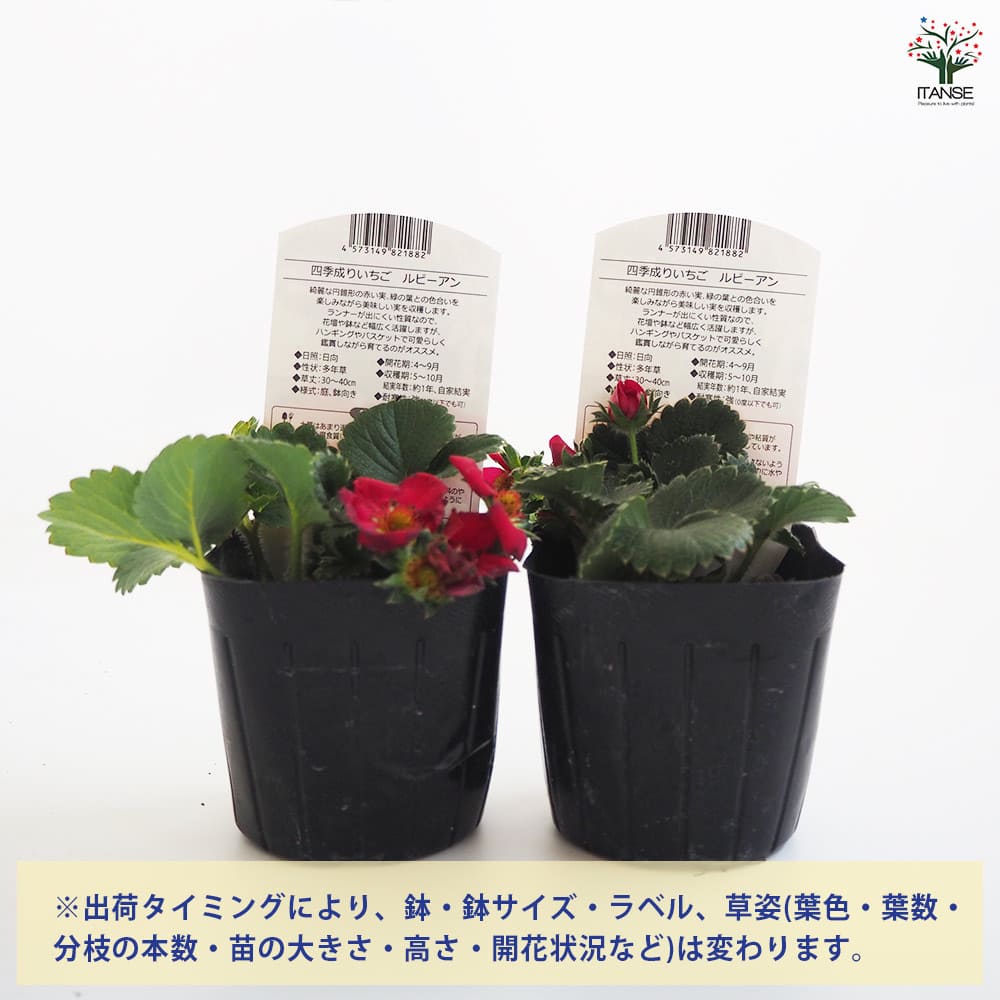 いちごの苗 四季成りいちご ルビーアン2個～ 【野菜の苗 3号】