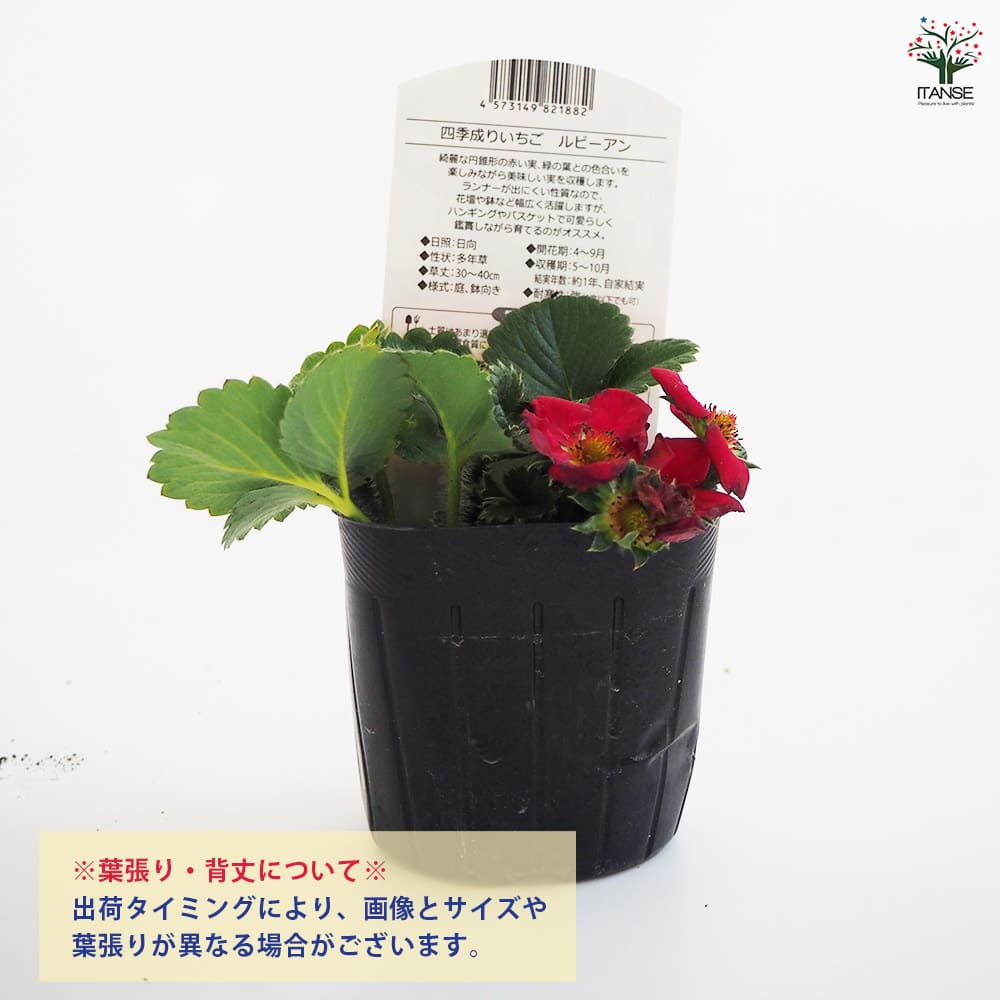 いちごの苗 四季成りいちご ルビーアン2個～ 【野菜の苗 3号】