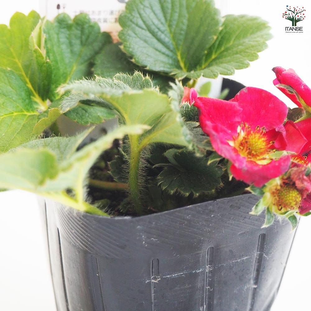 いちごの苗 四季成りいちご ルビーアン2個～ 【野菜の苗 3号】