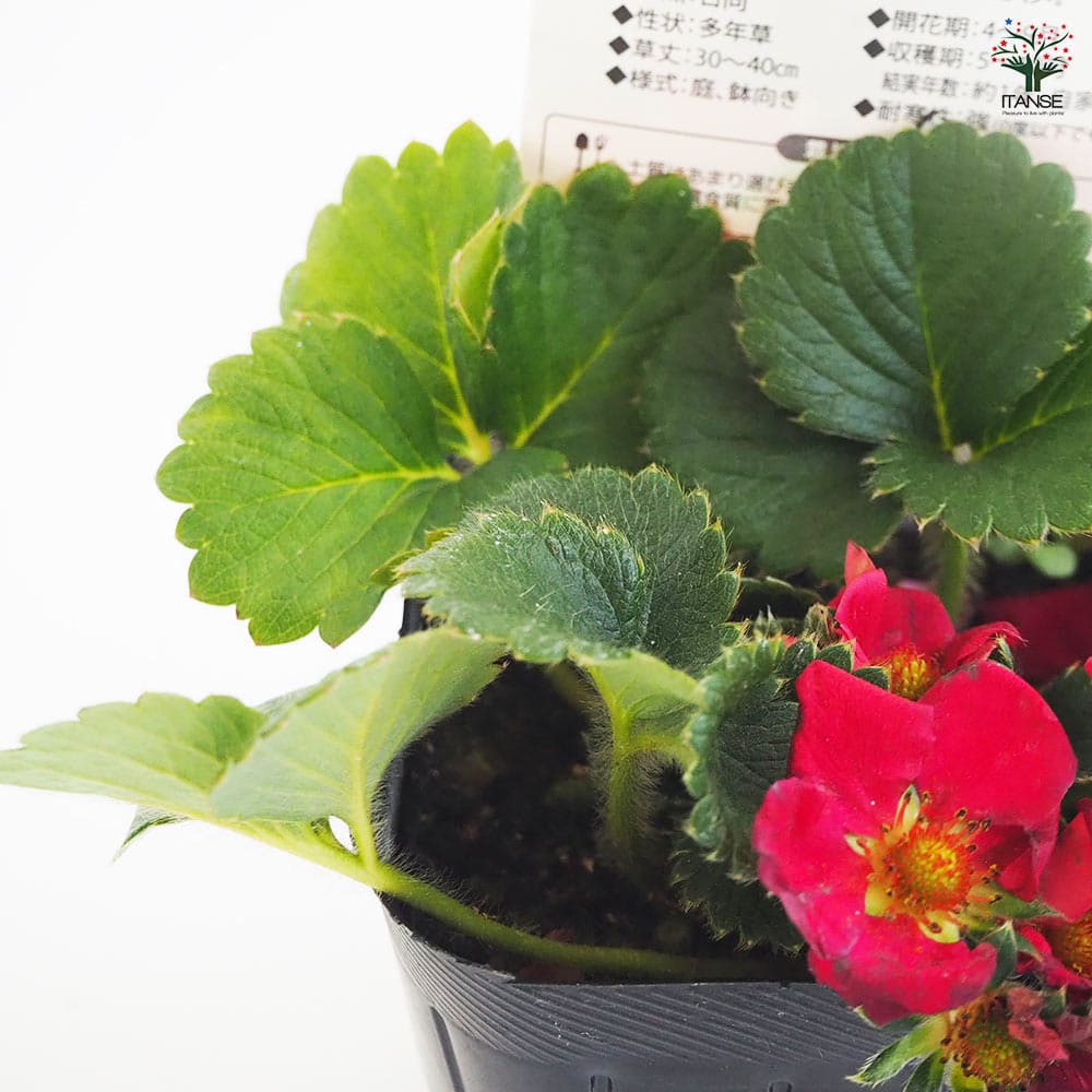 いちごの苗 四季成りいちご ルビーアン2個～ 【野菜の苗 3号】