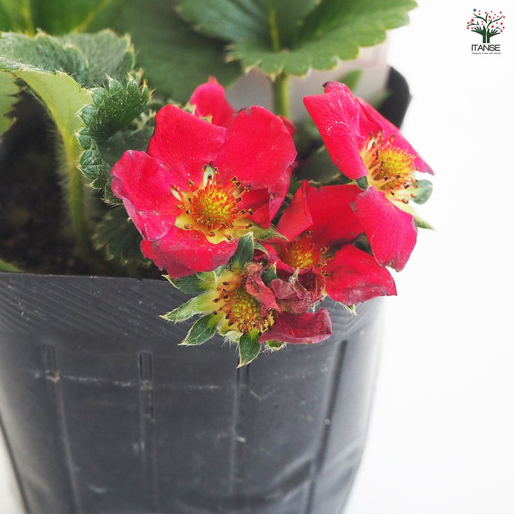 いちごの苗 四季成りいちご ルビーアン2個～ 【野菜の苗 3号】