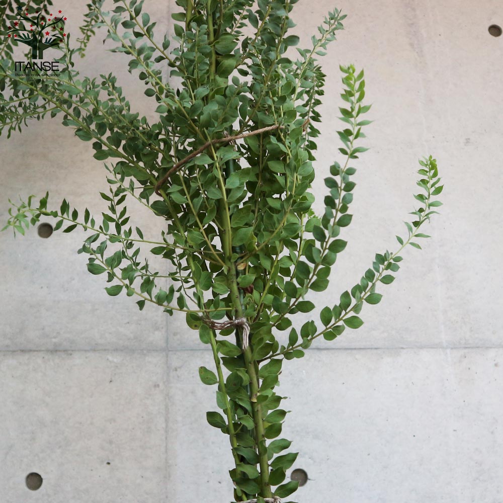 Itanse良品ｾﾚｸﾄ通販