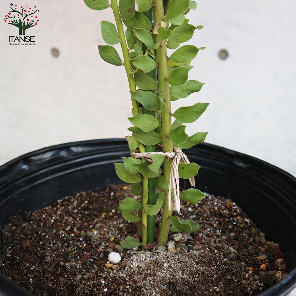 Itanse良品ｾﾚｸﾄ通販