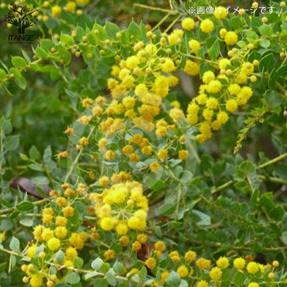 パールアカシア 大苗 ミモザ 【公式通販】