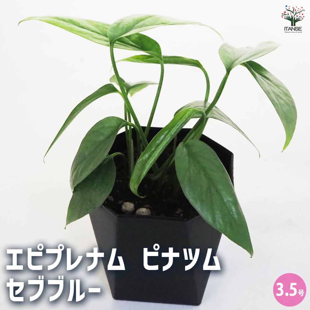 エピプレムナムピナツム 黄斑エピプレムナム・ピナツムの育て方 Epipremnum pinnatum