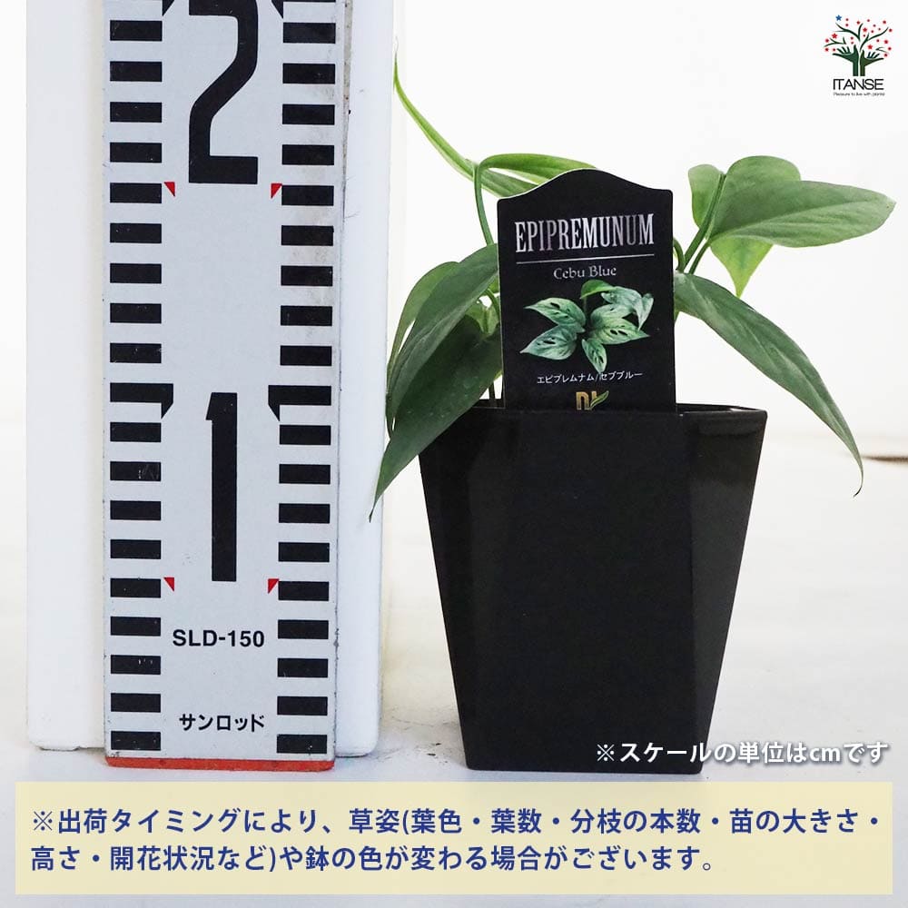 観葉植物 エピプレナム ピナツム セブブルー 【観葉植物 3.5号】