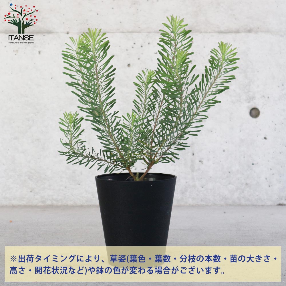 リューカデンドロン・パープルヘイズ 【庭木 5号鉢 花木苗／1個売り