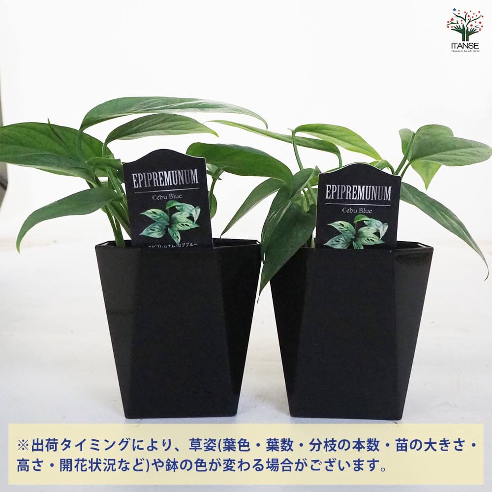 ［現品］【希少】※売約済※ 2番　エピプレムヌム　ピナツム　セブブルー　レア 現品］【希少】2番 エピプレムヌム ピナツム セブブルー 8号
