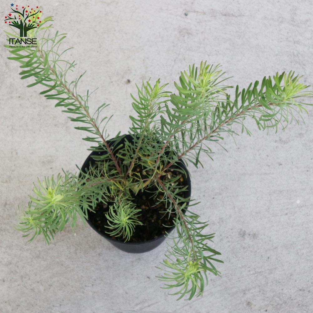 リューカデンドロン・パープルヘイズ 【庭木 5号鉢 花木苗／1個売り