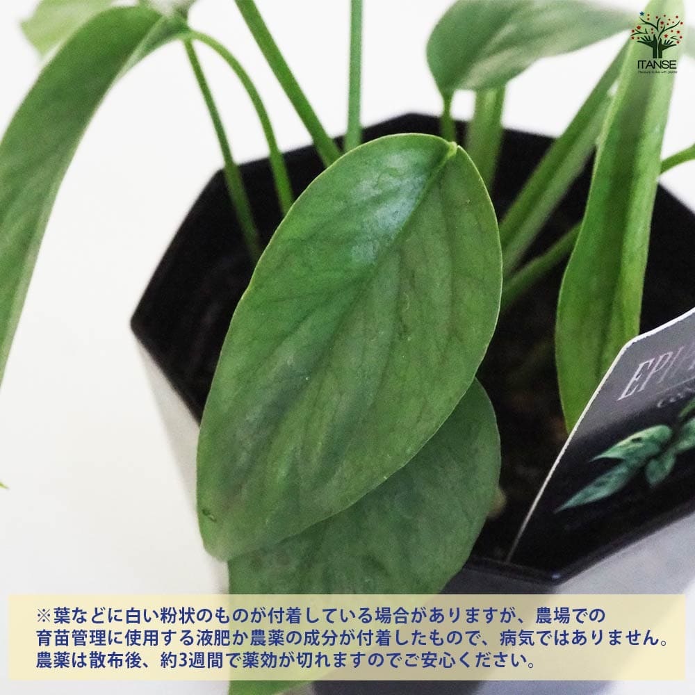 観葉植物 エピプレナム ピナツム セブブルー 【観葉植物 3.5号
