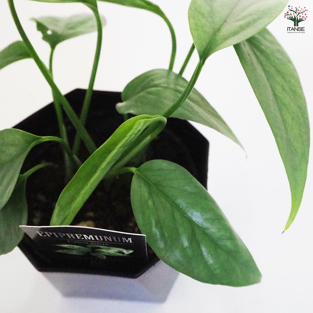 観葉植物 エピプレナム ピナツム セブブルー 【観葉植物 3.5号