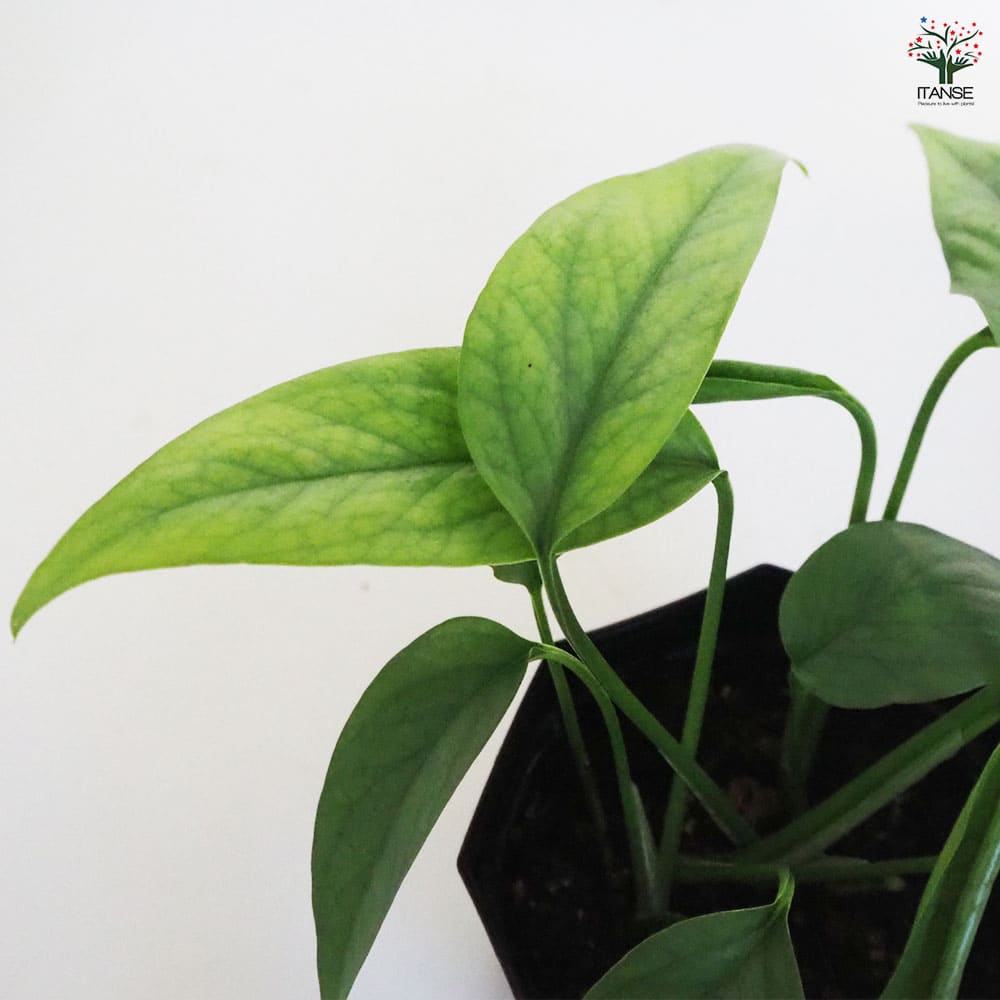 観葉植物 エピプレナム ピナツム セブブルー 【観葉植物 3.5号】
