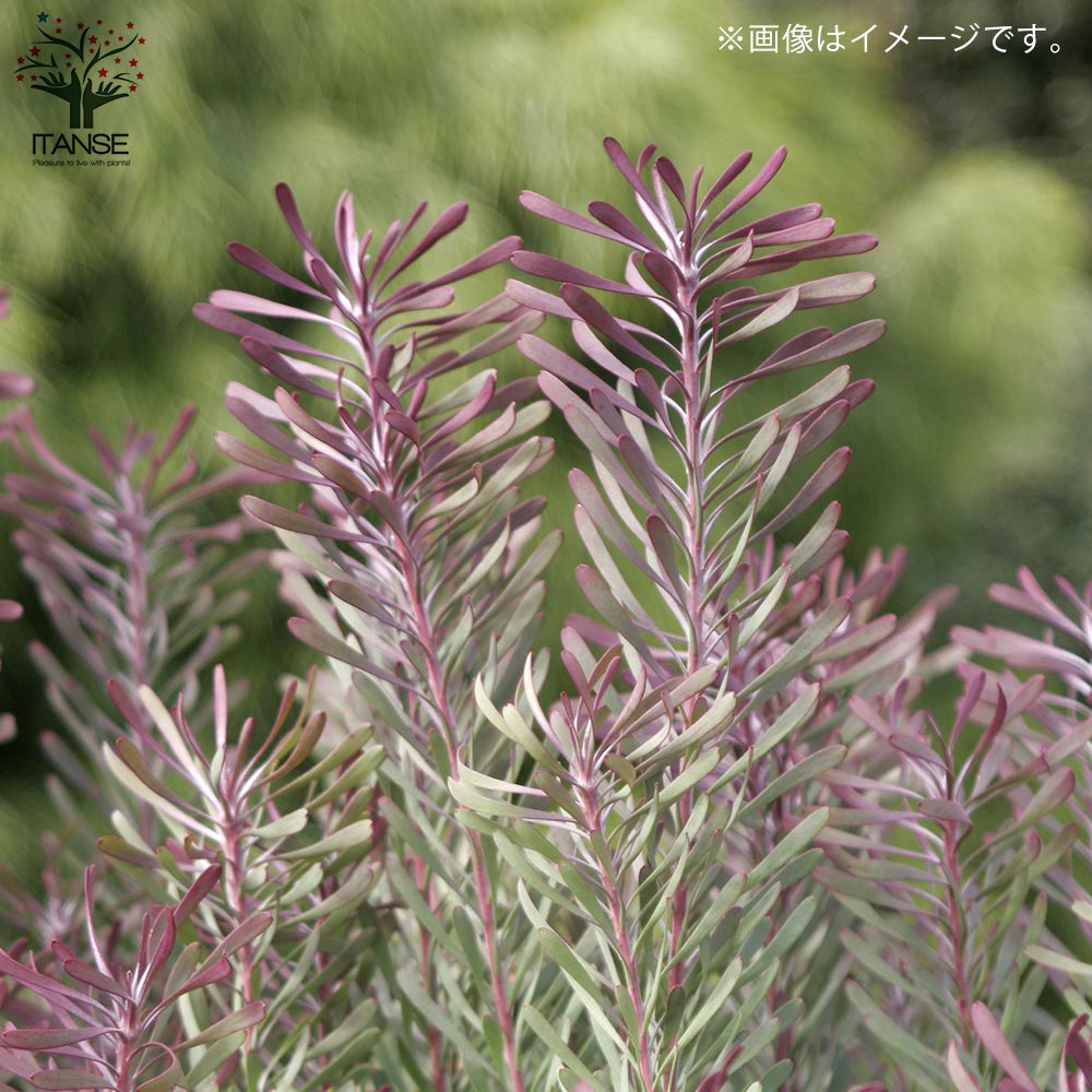 リューカデンドロン パープルヘイズ ファイバー鉢 リューカデンドロン・パープルヘイズ 【庭木 5号鉢 花木苗／1個売り