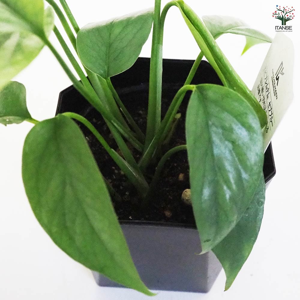 観葉植物 エピプレナム ピナツム セブブルー 【観葉植物 3.5号】