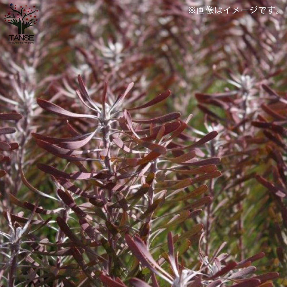 リューカデンドロン・パープルヘイズ 【庭木 5号鉢 花木苗／1個売り