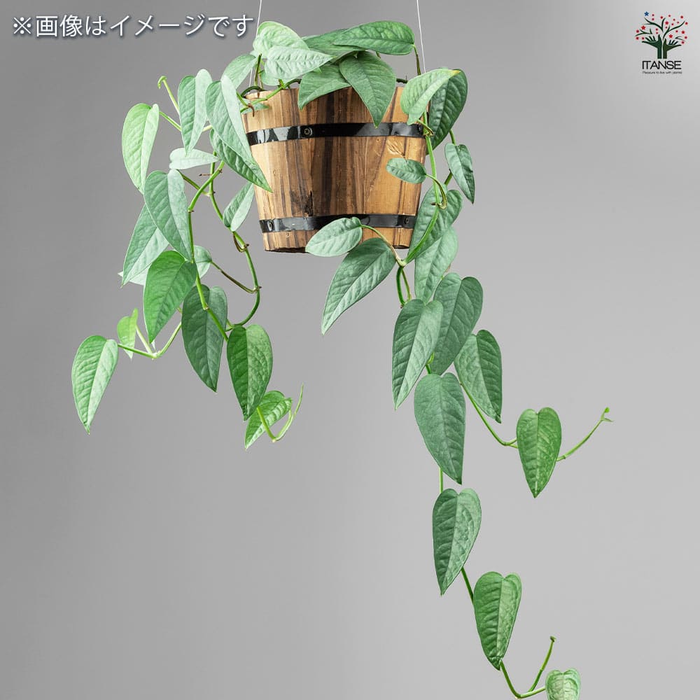［現品］【希少】※売約済※ 2番　エピプレムヌム　ピナツム　セブブルー　レア 現品］【希少】2番 エピプレムヌム ピナツム セブブルー 8号