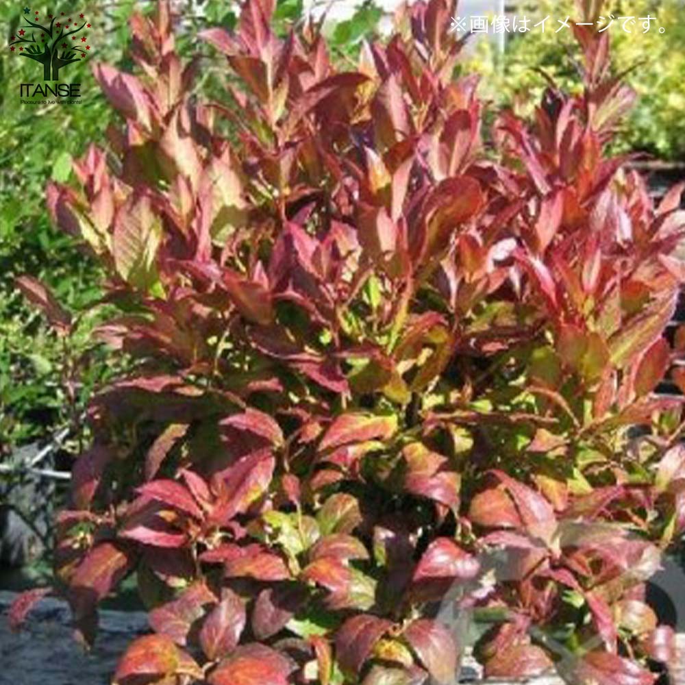 Itanse良品ｾﾚｸﾄ通販