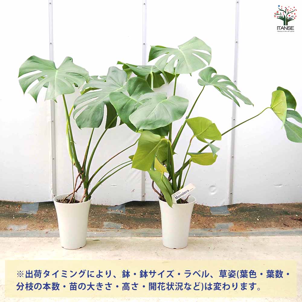 モンステラ デリシオーサ(ホウライショウ) 【観葉植物 6号／1個