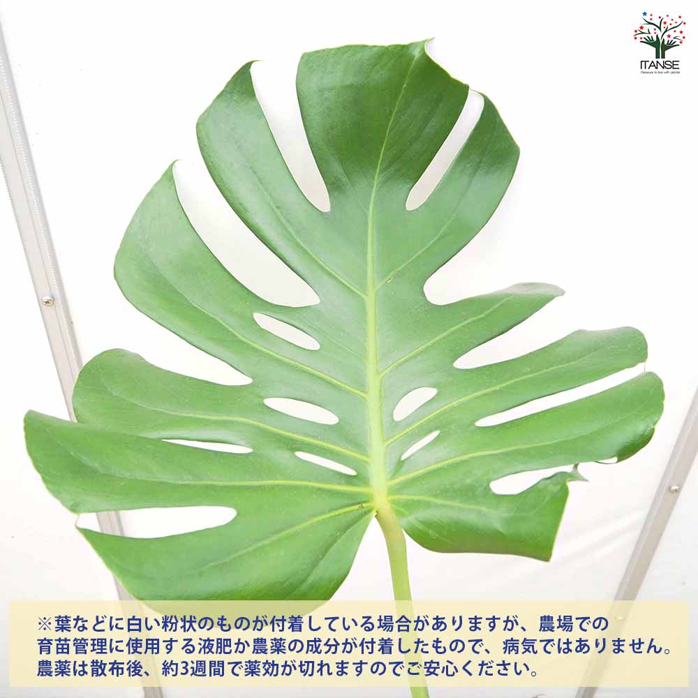 観葉植物 モンステラ デリシオサ デリシオーサ ホウライショウ ７号鉢 宝石のような観葉植物のお店 【Jewelry Plant】 モンステラ